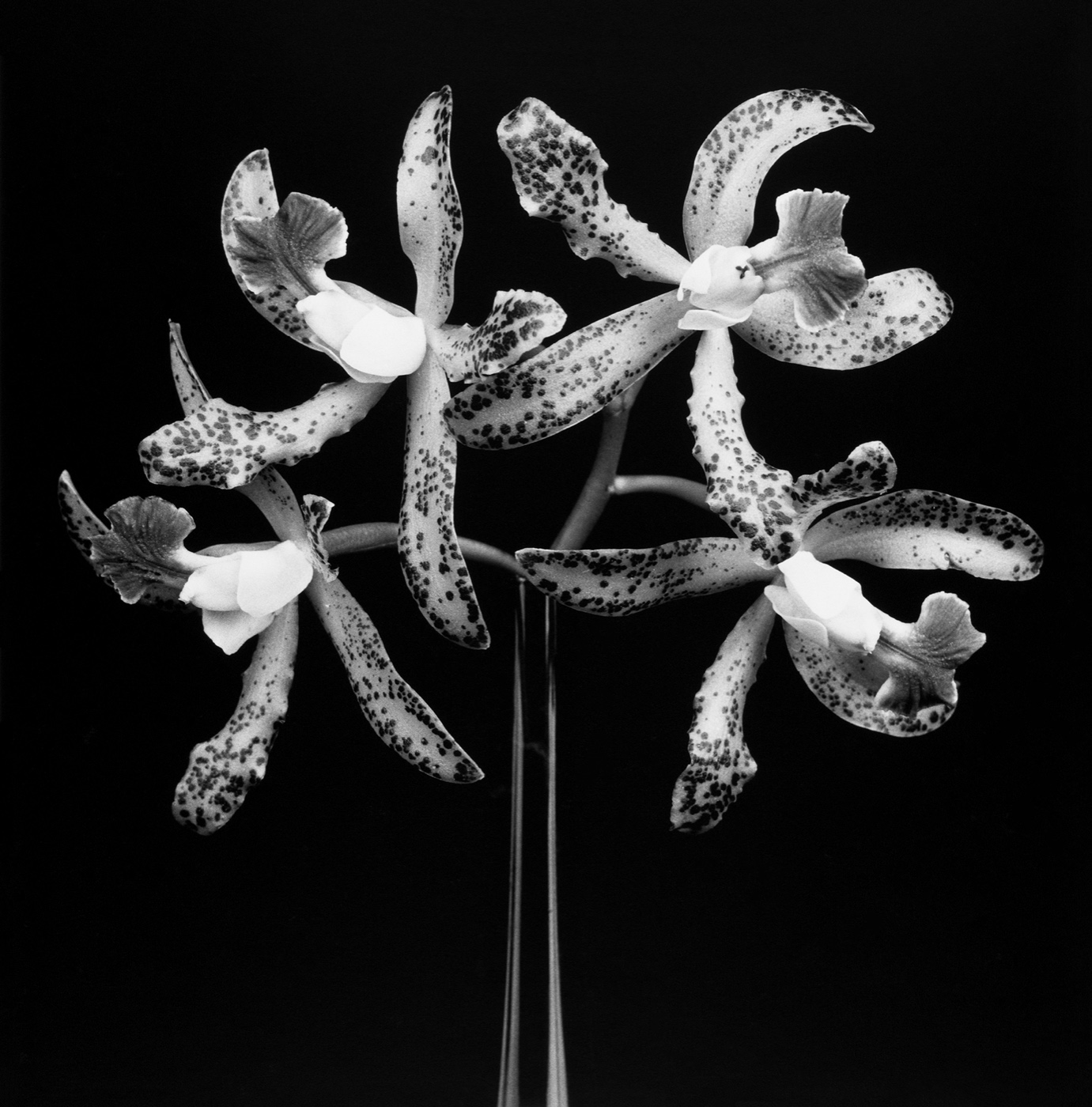 Mapplethorpe flowers