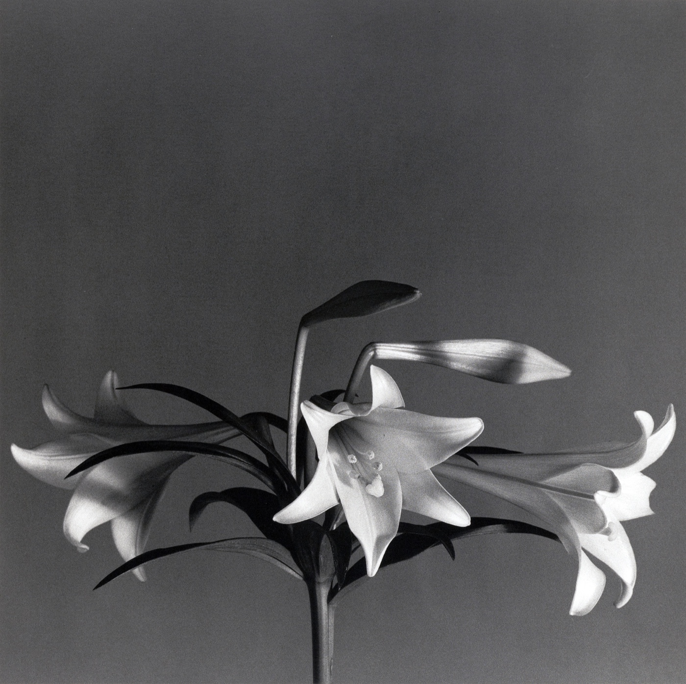 Mapplethorpe flowers 2
