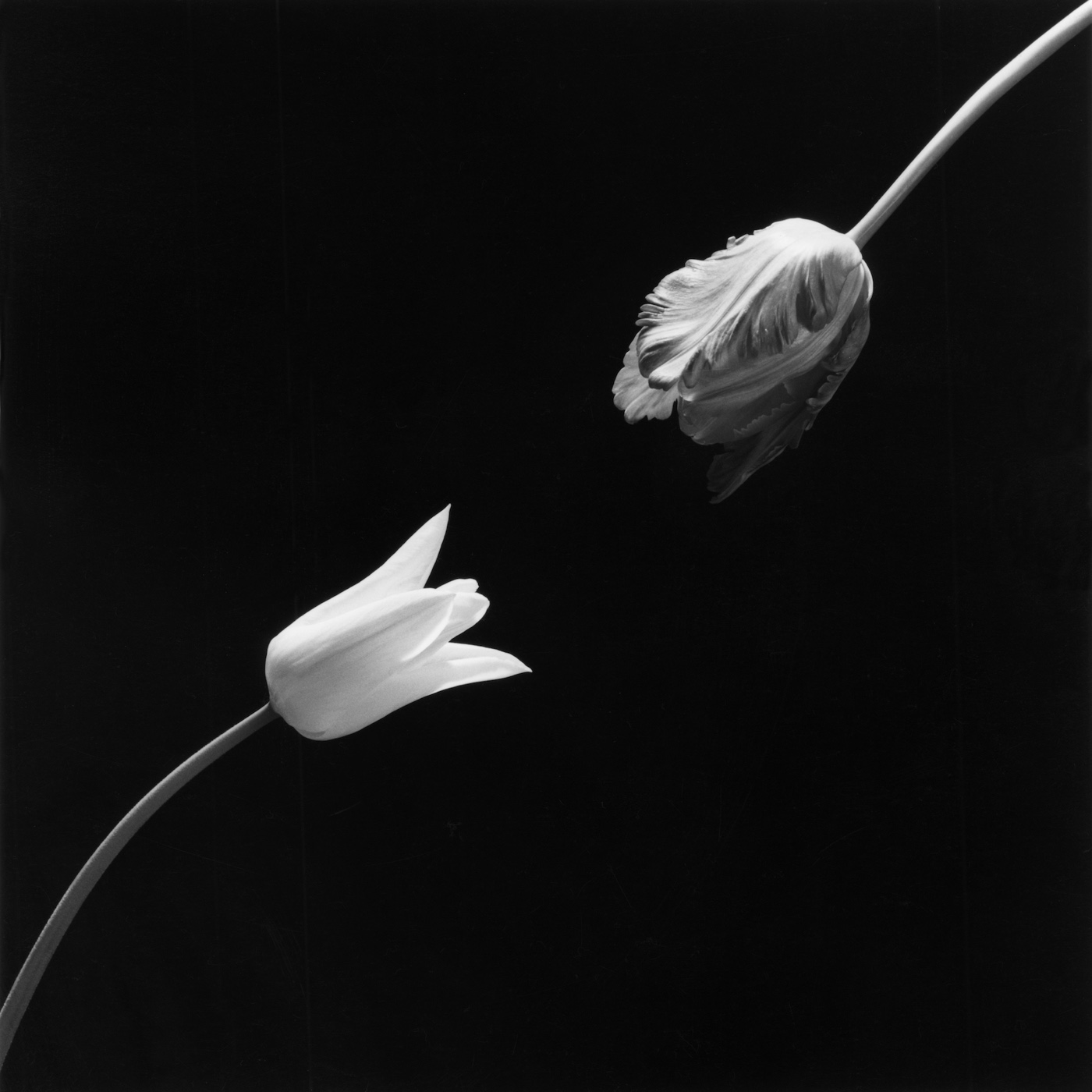 Mapplethorpe Tulip